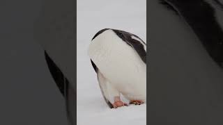 Where is the penguin's head?