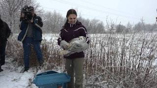 Snowy Owl released on UPEI Campus