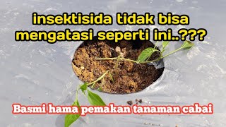 Cara Membasmi Hama Siput  sekali tabur beres