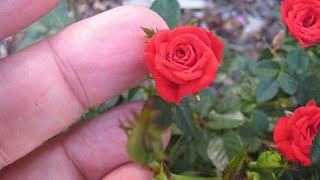 How to get flowers on mini rose/ button rose plant