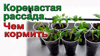 Коренастая рассада. Готовимся.