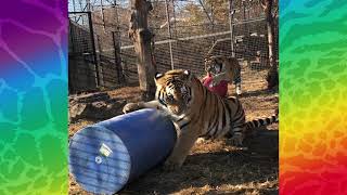 TakeoverTuesday 1 12 21 TigerDonationEnrichment