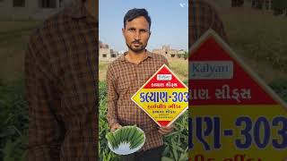 #KALYAN SEEDS KALYAN 303 BHINDA #shorts#trending#youtubeshorts#viral#