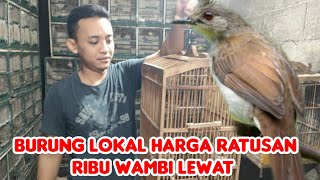 BURUNG LOKAL INDONESIA HARGA RATUSAN RIBU WAMBI LEWAT