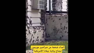 شاهد - أعداد ضخمة من صراصير المورمون تغزوا ولاية نيفادا الأمريكية #shorts #أمريكا #نيفادا #صراصير