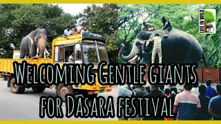 Welcoming Gentle giants for Dasara festival | ದಸರಾ ಗಜಪಡೆ ಮೈಸೂರಿಗೆ ಎಂಟ್ರಿ |  @LifeInWild