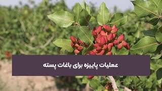 عملیات پاییزه برای باغات پسته