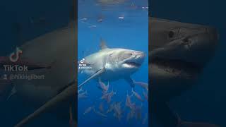 Gran tiburón blanco imponido respeto 🦈Respeto no miedo 😱