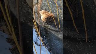 40lb beaver frozen in the ice. 🦫 🧊 #ice #trapping #beavertrapping