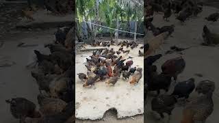 Siap menginvasi #ayamkampung #ayampetelur #chicken #ayam #chickencoop #shortvideo