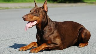 Doberman Pinschers are majestic and loyal dogs that make great companions