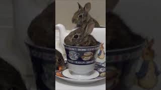 There's a hare in my tea / Baby bunny rescue day 10