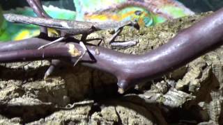 Twig Mantis (Popa spurca) Care Video