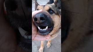 The German Shepherd says something. 😁 Funny dog.