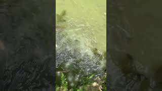 Maraming isda #fishing #amazing #youtubeshorts #shortvideo #shorts