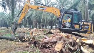 PROSES ciping pohon kelapa sawit replanting. oprator super lincah