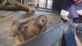 Hilarious Orangutan