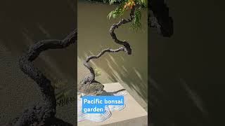 pacific bonsai garden 5