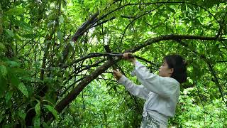 3 Day Solo Bushcraft Survival in the RainForest - Building Warm Bushcraft Survival Shelter - ASMR