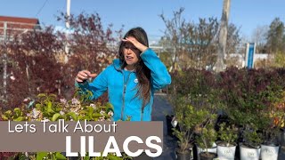 Lets Talk About Lilacs!