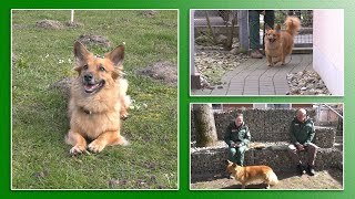 Hundevermittlung - März/April 2021 (Tierheim Hannover TV)