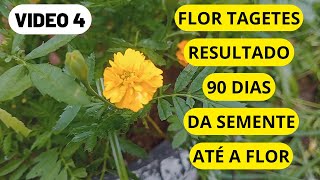 Flor Tagetes Inicio da floraçao com 90 dias de vida