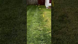 What Happens When You Do Proper LAWN CARE On A Neglected Turf?