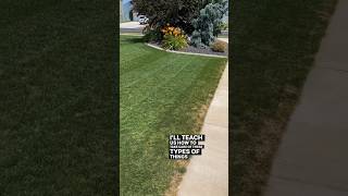 Lawn Die While Out Of Town? FIX IT! #lawncare #grass #lawn