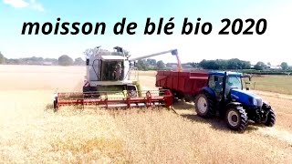 Moisson du blé bio 2020