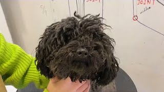 Very Matted Black Poodle Puppy Grooming | Puppy Grooming | Dog Grooming