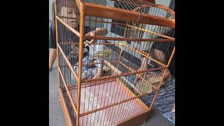 hasil berburu di pasar burung pramuka #brinjirambuttunggir #burungmasteran