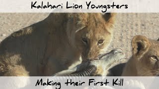 Kalahari Lion Youngsters make their First Kill (Not for Sensitive Viewers)