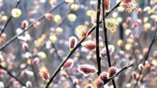 John Philip Sousa: Willow Blossoms (audio)