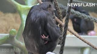 Female Chimp Adopts Sisters Infant After She Suffers From Mysterious Illness