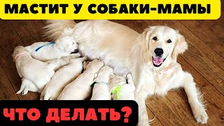 🐕📝🐾 Мастит у кормящей собаки-мамы: симптомы, лечение