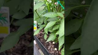 Hot chillies #organicfarming #garden #organic #trending #gardening #vegetable