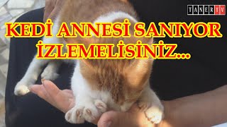 👉kedi sahibini annesi sanıyor :DDD 👉cat thinks its owner is his mother, attention to the sounds :DDD