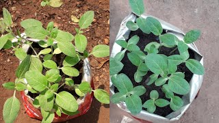 Tall Sunflower Seedlings