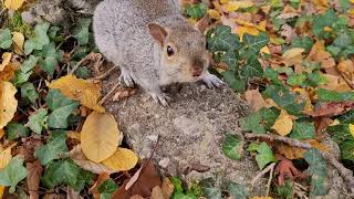 Incontri ravvicinati al parco della Villa Reale di Monza 🐿️