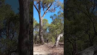 Beelia Regional Park Bibra Lake 7 #relaxing #nature #hiking