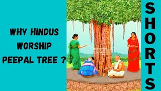 Why Hindus Worship Peepal Tree ? || Hindu Facts 1  #shorts