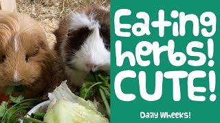 ASMR CUTE Guinea Pigs Eating | Short Video Clips - Guinea Piggles