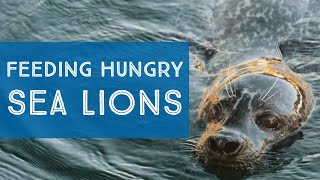 Feeding hungry sea lions