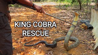 Rescue of a big deadly venomous King cobra by Ajay Giri in India