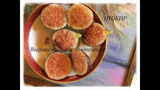 Figs. Плодоношение  инжира в контейнере, обзор сортов. Контейнерное инжироводство, 2-ая  часть