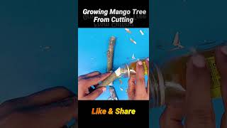 Mango Propagation from Cutting | Growing Mango Tree From Cutting | Easy Techniques #shorts