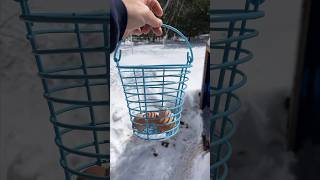 Collecting Eggs in the Spring after a Big Snowstorm #chicken #backyardchickens #freerangechickens