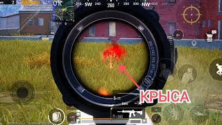 КРЫСА  PUBG MOBILE