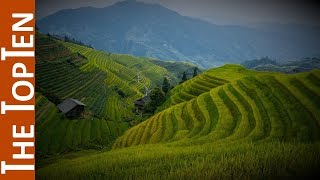 The Top Ten Largest Rice Producing Countries in the World