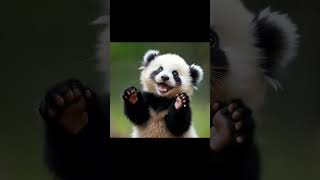 Dancing Panda #animals #animebaby #shorts